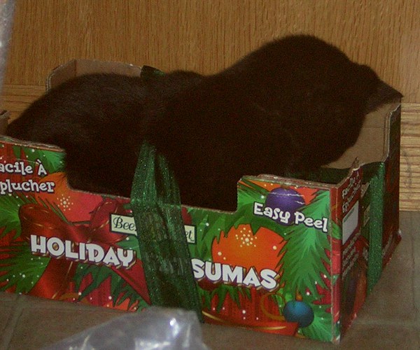 Box cat