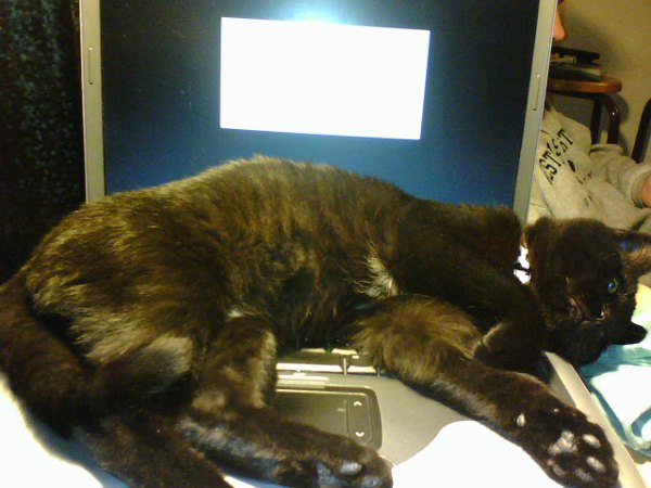 computer cat