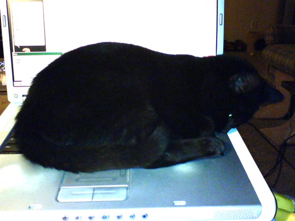 computer cat 2