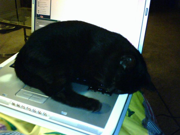 computer cat 3