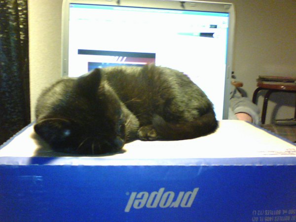 computer cat denied