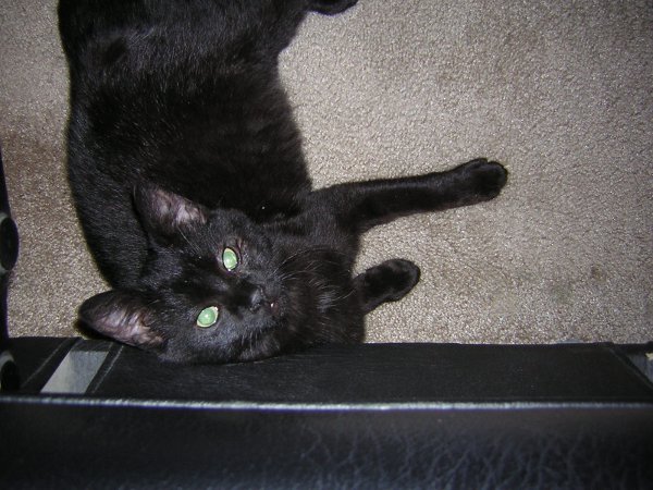 under chair cat.