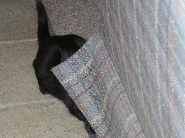 hiding cat