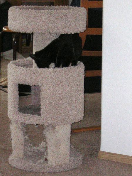 cat tree 2