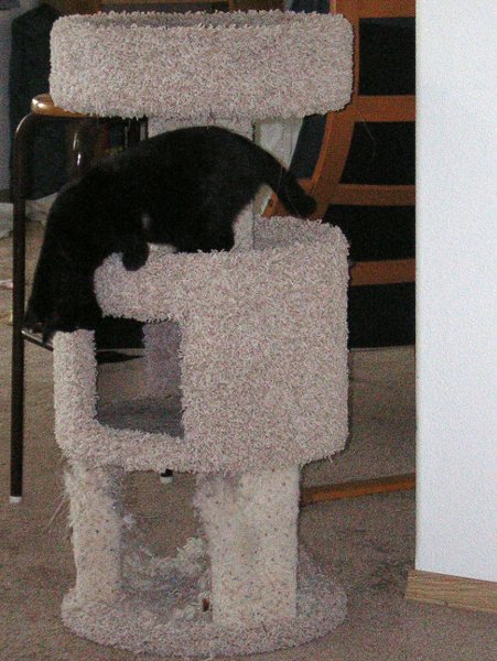 cat tree 3