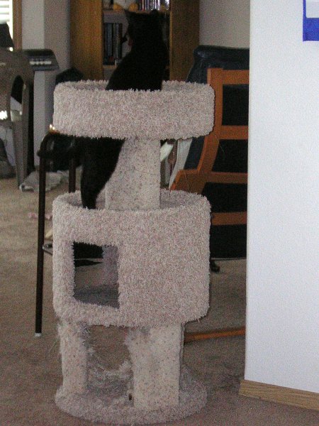 cat tree 4