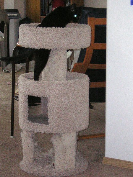 cat tree 5